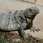 Leguan in Uxmal