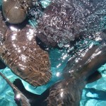 Nurse sharks