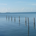 Schee 
