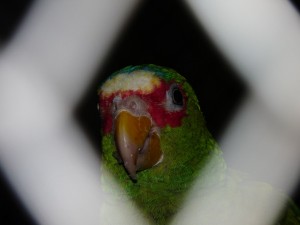 hinter Gitte