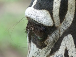 Im Auge des Zebras