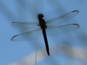 Libelle im Schmetterlingshaus